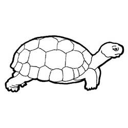 Раскраска: черепаха (Животные) #13394 - Раскраски для печати