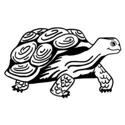 Раскраска: черепаха (Животные) #13403 - Раскраски для печати