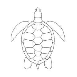 Раскраска: черепаха (Животные) #13467 - Раскраски для печати