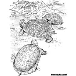 Раскраска: черепаха (Животные) #13470 - Бесплатные раскраски для печати