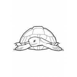 Раскраска: черепаха (Животные) #13507 - Раскраски для печати