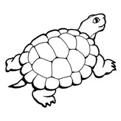 Раскраска: черепаха (Животные) #13514 - Раскраски для печати
