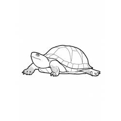 Раскраска: черепаха (Животные) #13545 - Раскраски для печати
