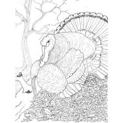 Раскраска: индейка (Животные) #5390 - Бесплатные раскраски для печати