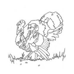 Раскраска: индейка (Животные) #5452 - Бесплатные раскраски для печати