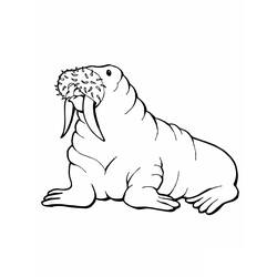 Раскраска: морж (Животные) #16473 - Раскраски для печати