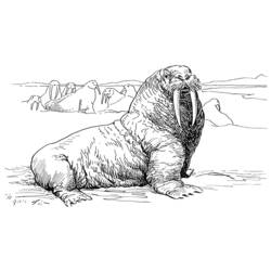 Раскраска: морж (Животные) #16525 - Раскраски для печати
