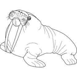 Раскраска: морж (Животные) #16535 - Раскраски для печати
