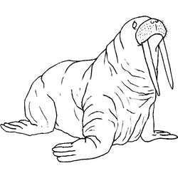 Раскраска: морж (Животные) #16561 - Раскраски для печати