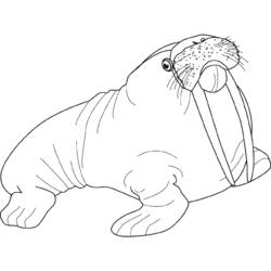 Раскраска: морж (Животные) #16567 - Раскраски для печати