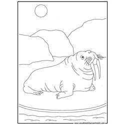 Раскраска: морж (Животные) #16568 - Бесплатные раскраски для печати