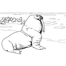 Раскраска: морж (Животные) #16569 - Раскраски для печати