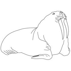 Раскраска: морж (Животные) #16575 - Раскраски для печати