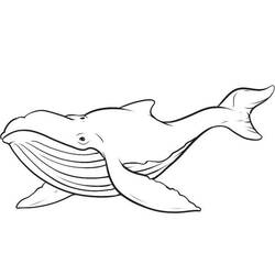 Раскраска: кит (Животные) #865 - Раскраски для печати