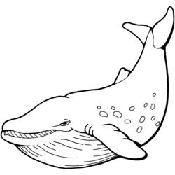 Раскраска: кит (Животные) #866 - Раскраски для печати