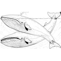 Раскраска: кит (Животные) #872 - Раскраски для печати