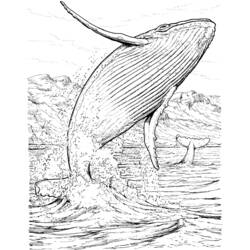 Раскраска: кит (Животные) #876 - Раскраски для печати