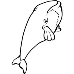 Раскраска: кит (Животные) #880 - Раскраски для печати