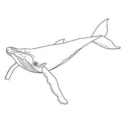 Раскраска: кит (Животные) #881 - Раскраски для печати