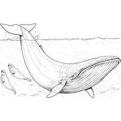 Раскраска: кит (Животные) #886 - Раскраски для печати