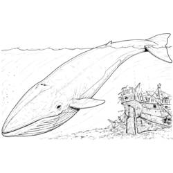 Раскраска: кит (Животные) #895 - Раскраски для печати