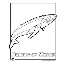 Раскраска: кит (Животные) #915 - Бесплатные раскраски для печати