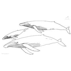 Раскраска: кит (Животные) #921 - Раскраски для печати