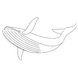Раскраска: кит (Животные) #922 - Раскраски для печати