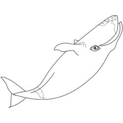 Раскраска: кит (Животные) #928 - Бесплатные раскраски для печати