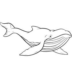 Раскраска: кит (Животные) #934 - Раскраски для печати