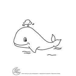 Раскраска: кит (Животные) #942 - Раскраски для печати