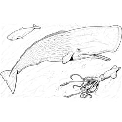 Раскраска: кит (Животные) #943 - Раскраски для печати