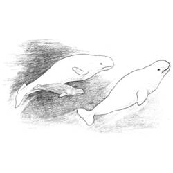Раскраска: кит (Животные) #948 - Бесплатные раскраски для печати