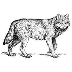 Раскраска: волк (Животные) #10444 - Раскраски для печати
