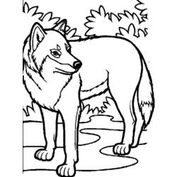 Раскраска: волк (Животные) #10448 - Раскраски для печати