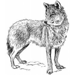 Раскраска: волк (Животные) #10473 - Бесплатные раскраски для печати