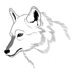 Раскраска: волк (Животные) #10528 - Раскраски для печати