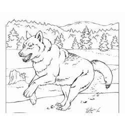 Раскраска: волк (Животные) #10543 - Раскраски для печати