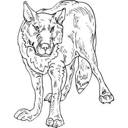 Раскраска: волк (Животные) #10547 - Бесплатные раскраски для печати