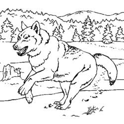 Раскраска: волк (Животные) #10555 - Раскраски для печати