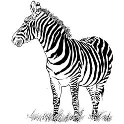 Раскраска: зебра (Животные) #12949 - Раскраски для печати
