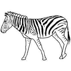 Раскраска: зебра (Животные) #12953 - Раскраски для печати