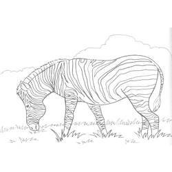 Раскраска: зебра (Животные) #12958 - Раскраски для печати