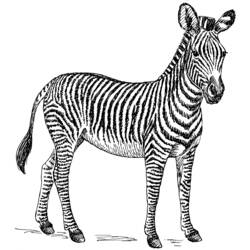 Раскраска: зебра (Животные) #12960 - Раскраски для печати