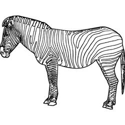 Раскраска: зебра (Животные) #12961 - Раскраски для печати