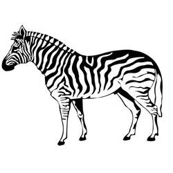 Раскраска: зебра (Животные) #12963 - Раскраски для печати