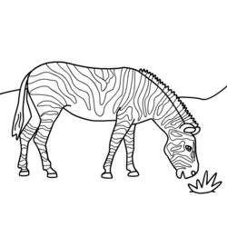 Раскраска: зебра (Животные) #13035 - Раскраски для печати