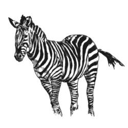 Раскраска: зебра (Животные) #13036 - Раскраски для печати