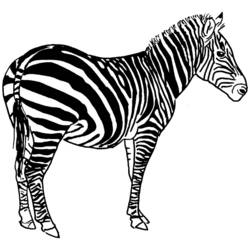 Раскраска: зебра (Животные) #13039 - Раскраски для печати