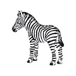 Раскраска: зебра (Животные) #13042 - Раскраски для печати
